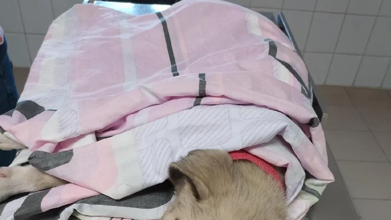 Állatrendőrsége lesz Magyarországnak, méghozzá különleges