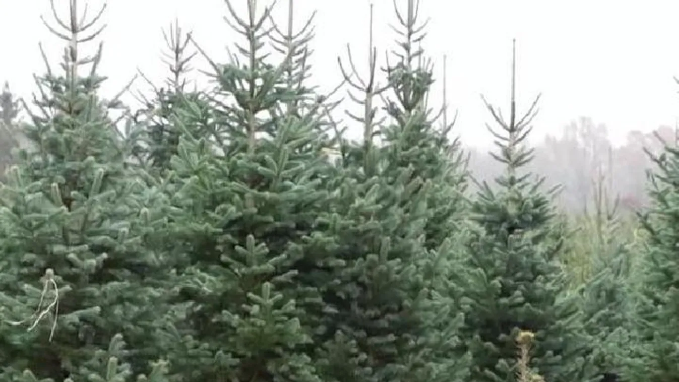 Karácsonyfát adnak első oltásért a Budapesti Szent Ferenc Kórházban