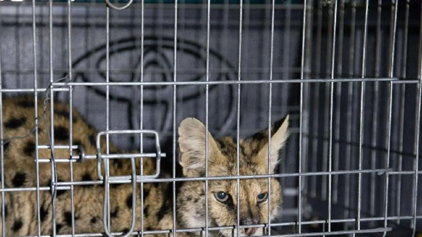 Elfogták a Bükkben kószáló szervált