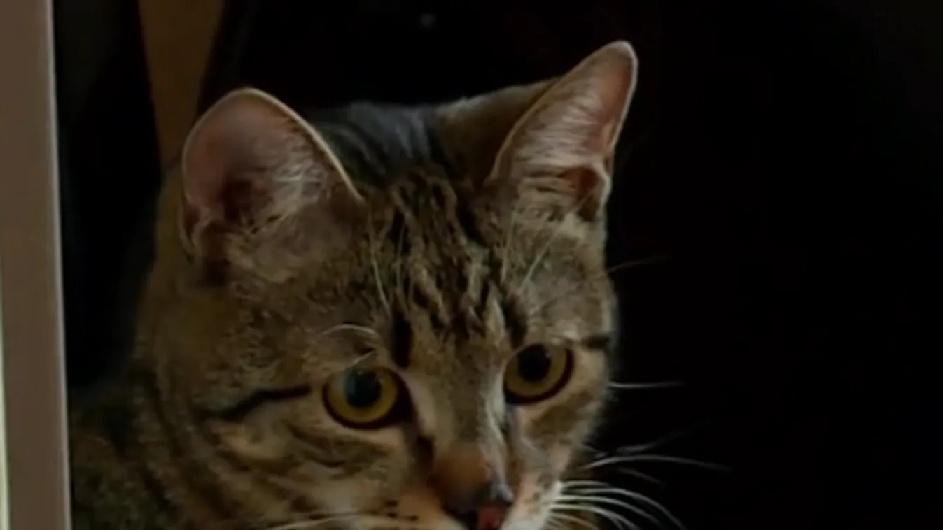 Hihetetlen korlátozást vezetne be egy város a macskák miatt