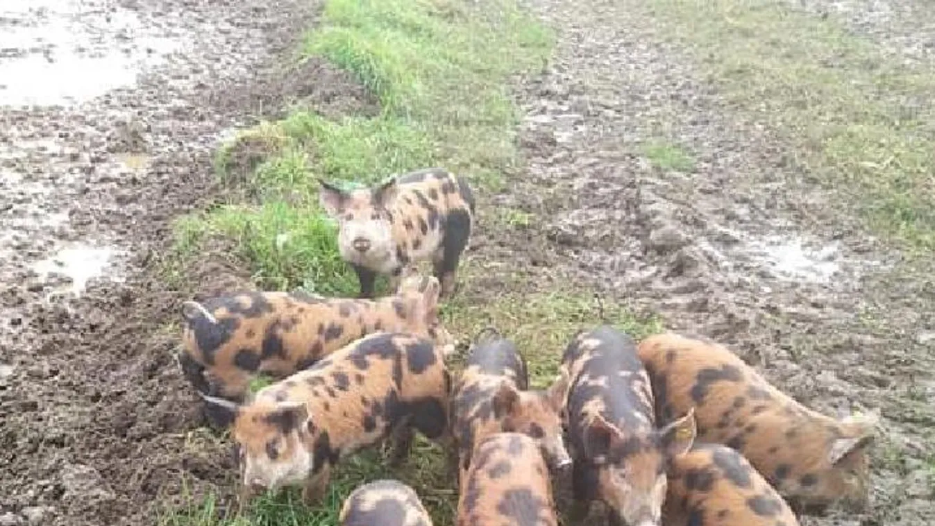 Malacok teszik biztonságossá a repülést