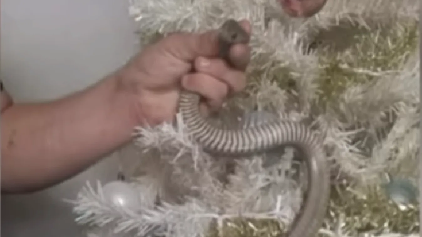 Sokkoló meglepetést találtak a karácsonyfán