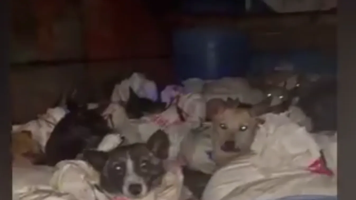 53 kutyát mentettek meg a biztos haláltól, meg akarták enni őket