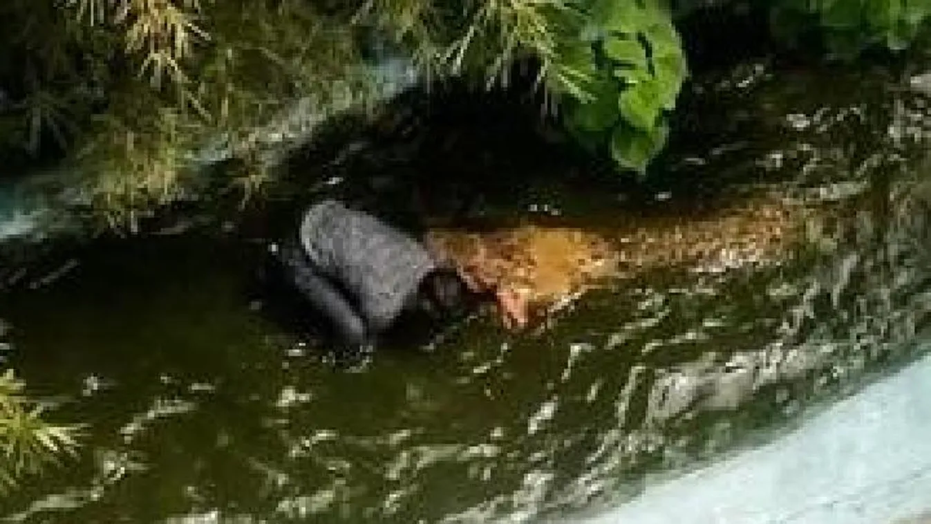 Műanyagnak hitte a vidámparki krokodilt, kórházban végezte