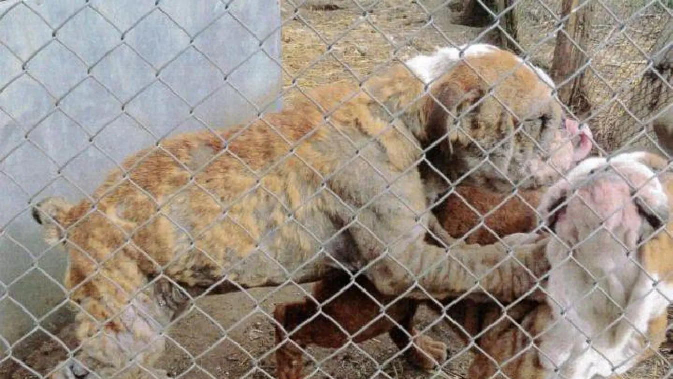 Börtönbüntetésre ítélték a kutyaszaporítókat