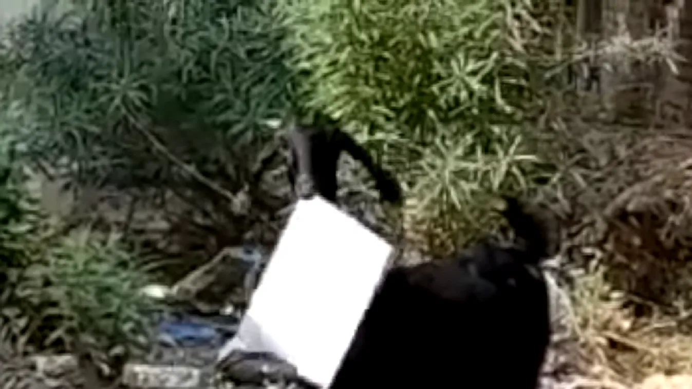 Kecske lopott kormányzati dokumentumokat