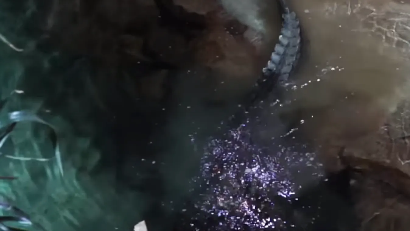 Ütni-vágni kezdte a krokodilt, így mentette meg barátját