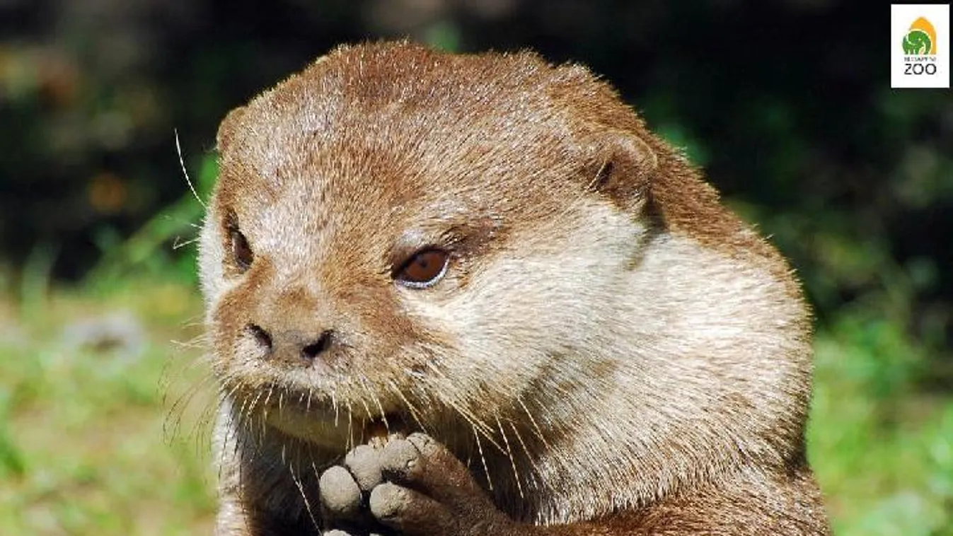 Megvadult vidrák harapdálták össze az idős férfit a botanikus kertben