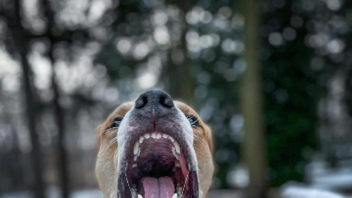 Pitbull tépte le a négyéves kisfiú karját