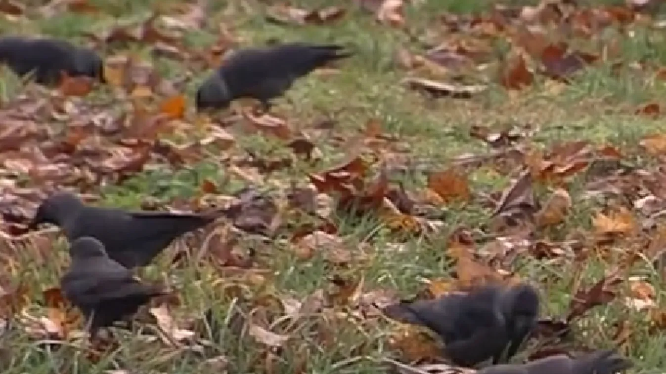 Vírus miatt fel kellett számolni a Festetics-kastély madárállományát