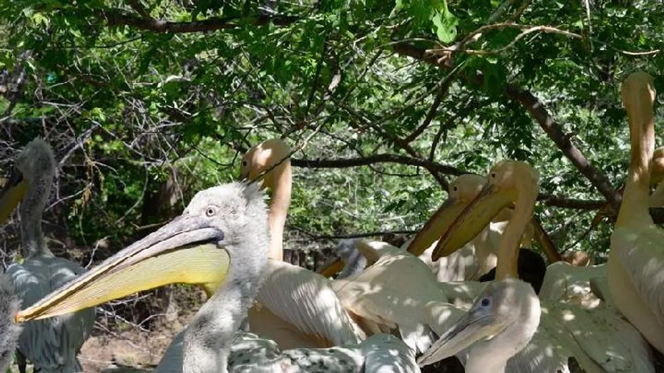 Karanténba kerültek a fővárosi állatkert pelikánjai