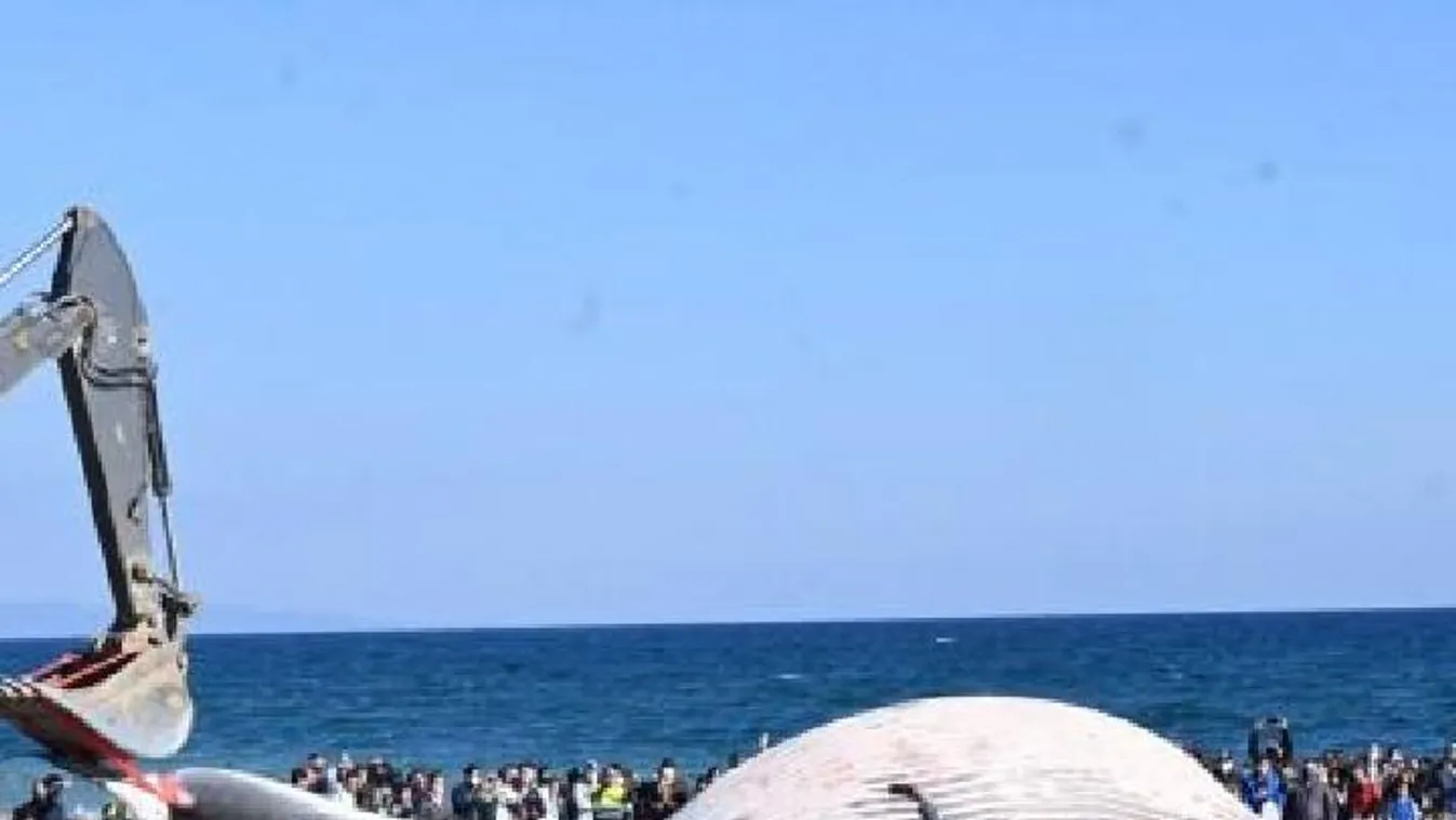 Tömegeket vonzott a tengerpartra egy több tonnás óriás tetem