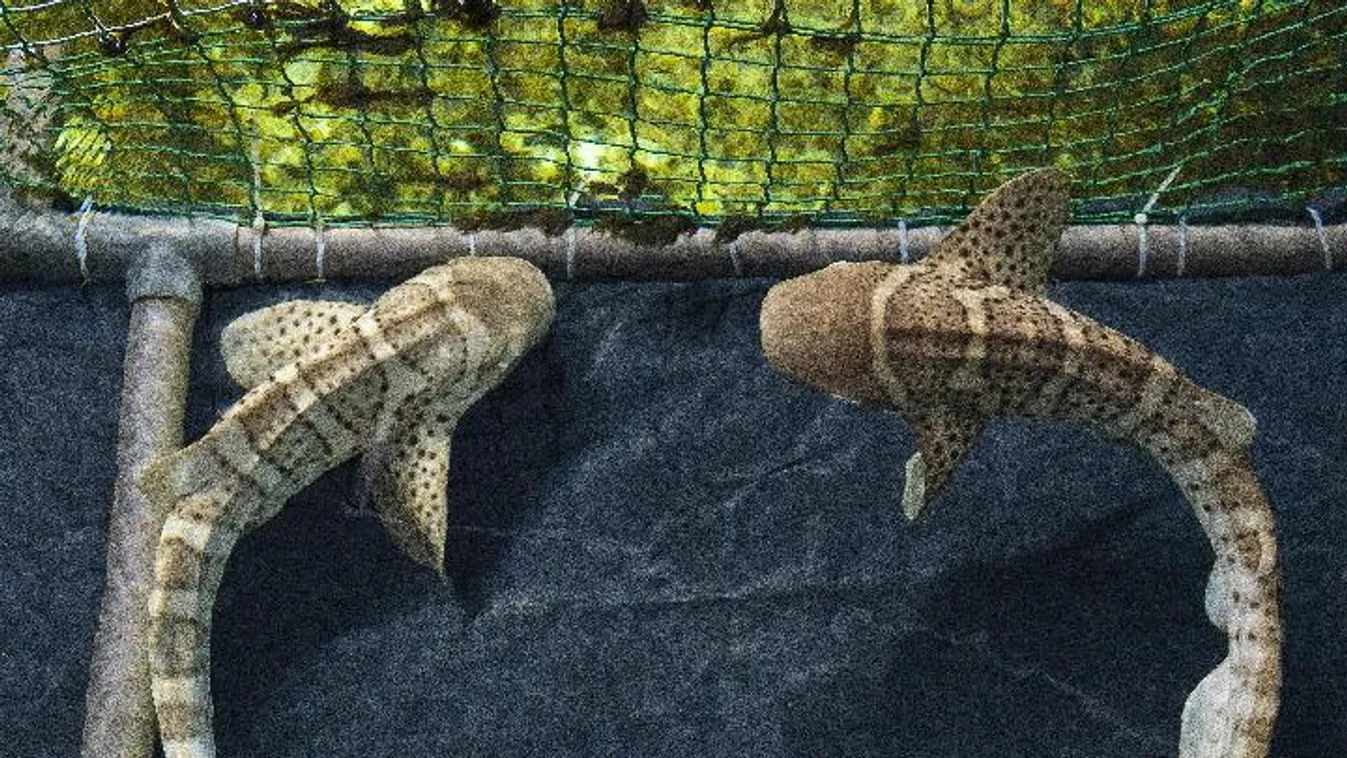 Zebracápák érkeztek a Nyíregyházi Állatparkba