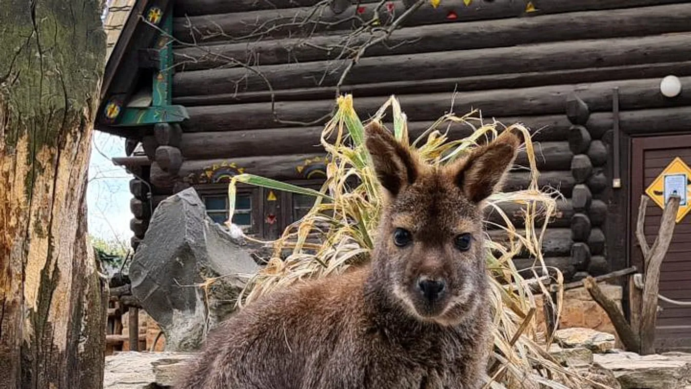 Kenguru miatt indítottak hajtóvadászatot