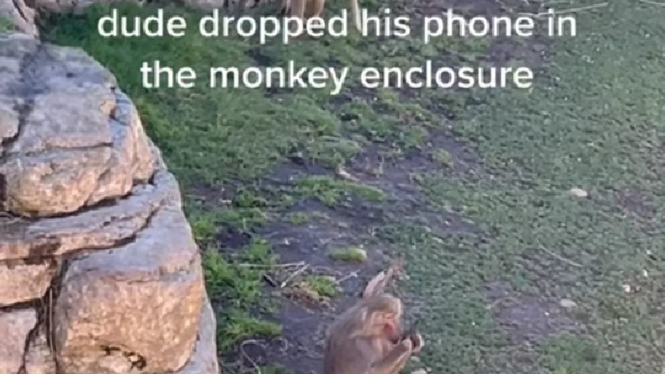 Elképesztő dolgot csinált a telefonnal egy állatkerti majom