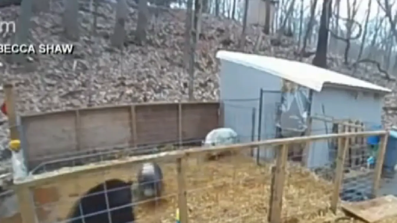 Ismét felbukkant egy medve, a disznók tanították móresre