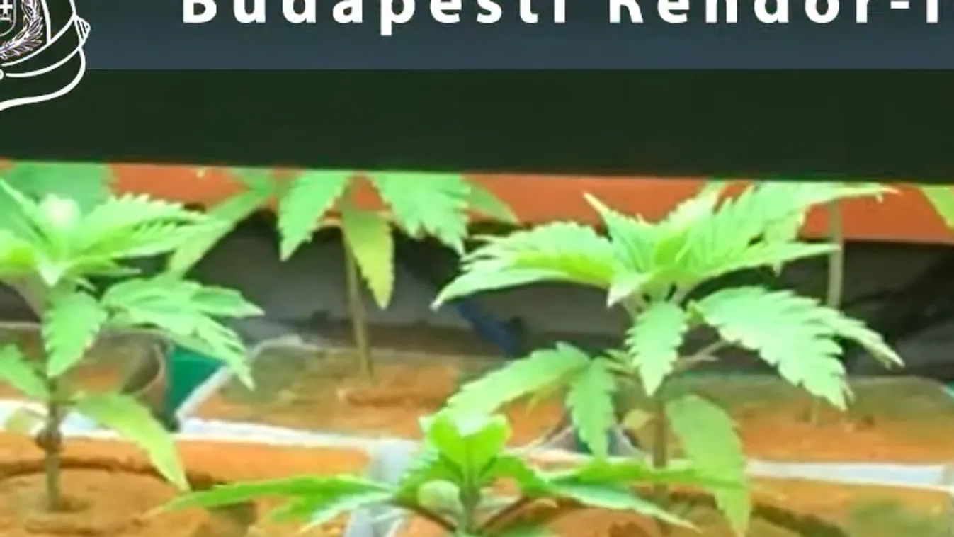 Annyi drog volt a lakásban, a rendőrök az utcáról kiszagolták