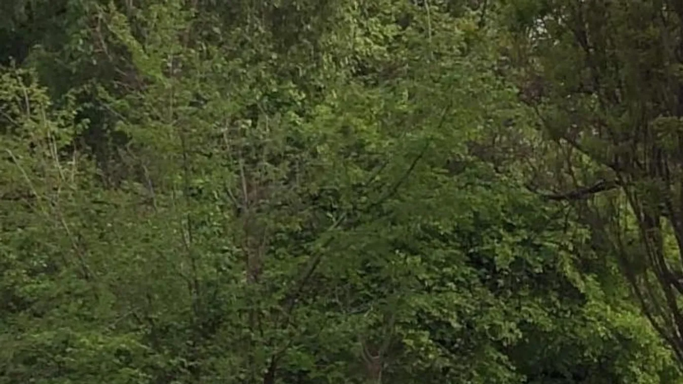 Egy parkban egyeztetett Gyurcsány Ferenc és Fekete-Győr András