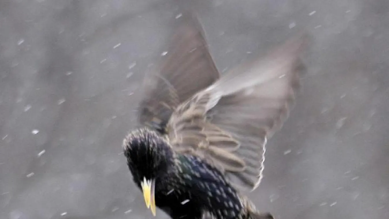 Madarak hullanak az égből Indiában