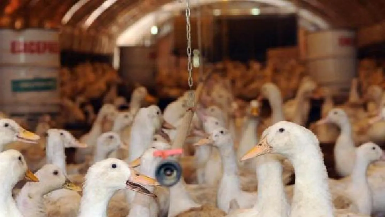 Állattartó telepet számolnak fel a madárinfluenza miatt Nyírbátorban