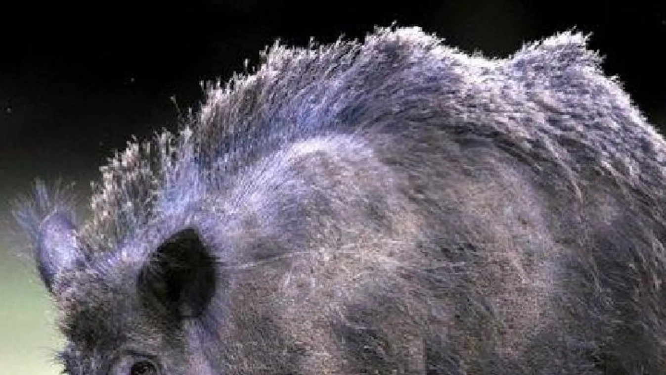 Vaddisznó rongált meg egy szépségszalont