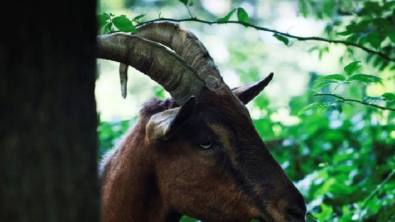 Különös módszerrel gazoltak New York közepén