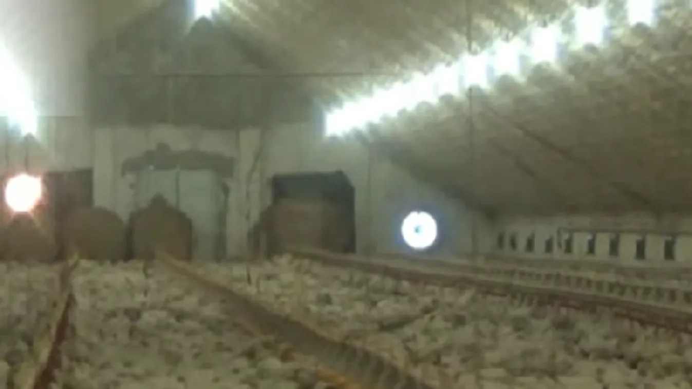 Csirkefarmokkal trükköztek, milliárdokat nyúltak le