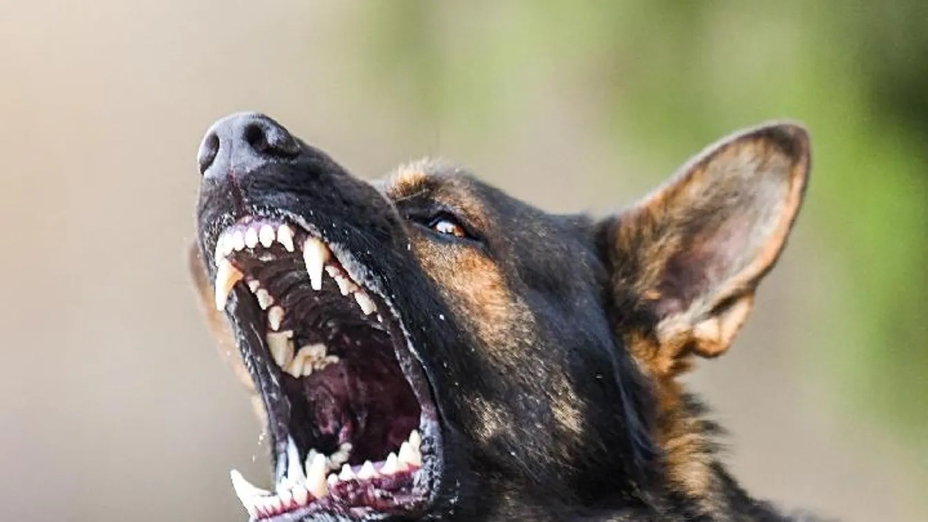 Bábszínház helyett kutyaviadalra vitte gyerekét, az előadás viszont most véget ért - Fotók