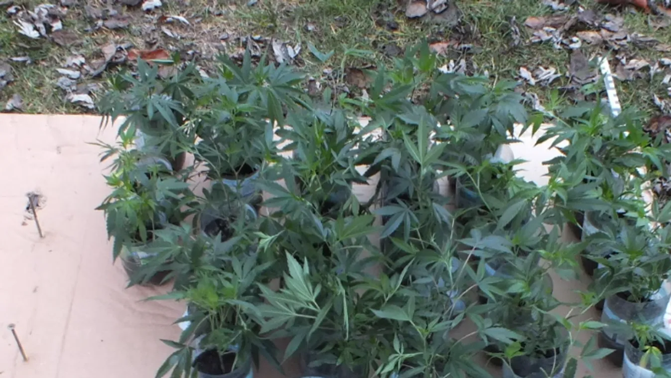 "Olcsóbban jövök ki, ha megtermesztem magamnak" – nyilatkozta a mikebudai drogos