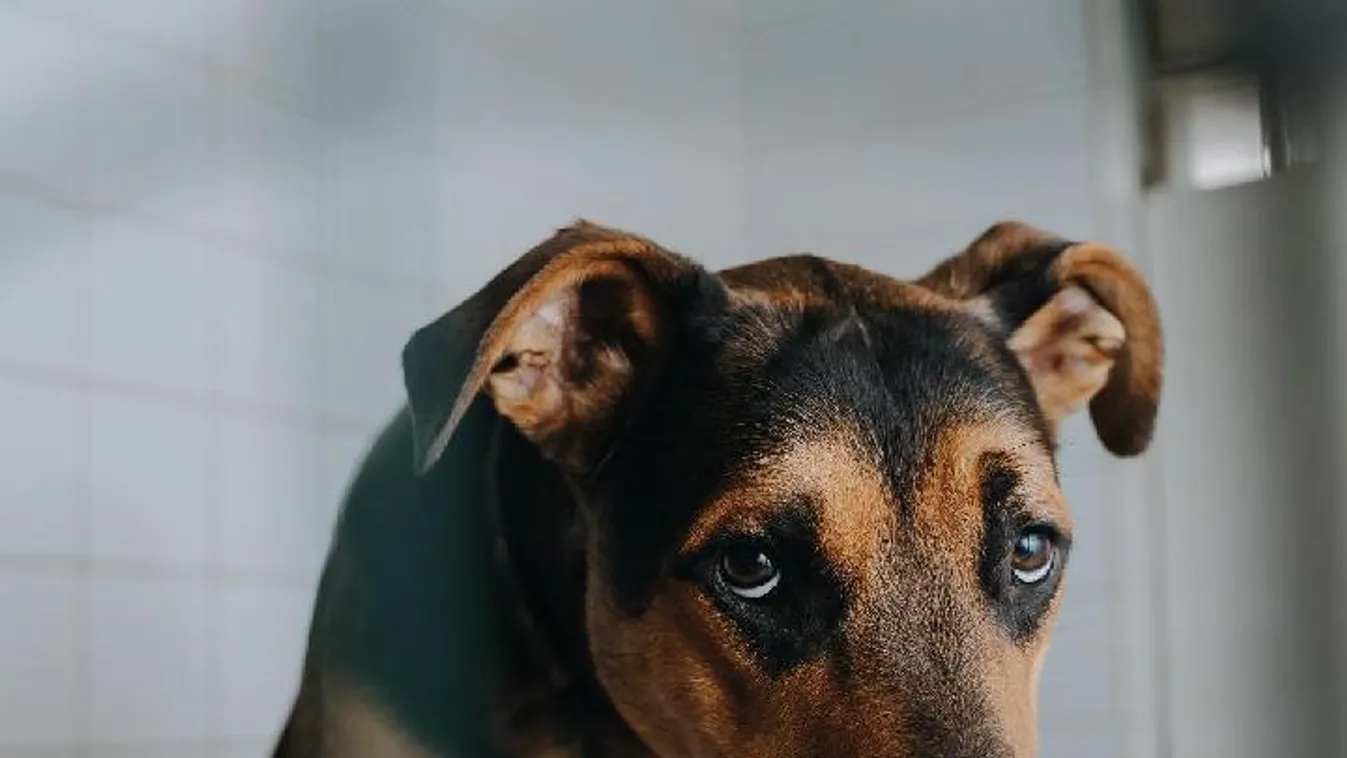 Brutálisan megkínozta kutyáját, az állat majdnem elpusztult