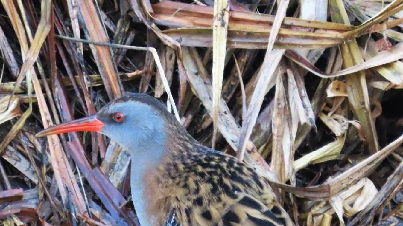 Tollas malac ébresztette az egrieket