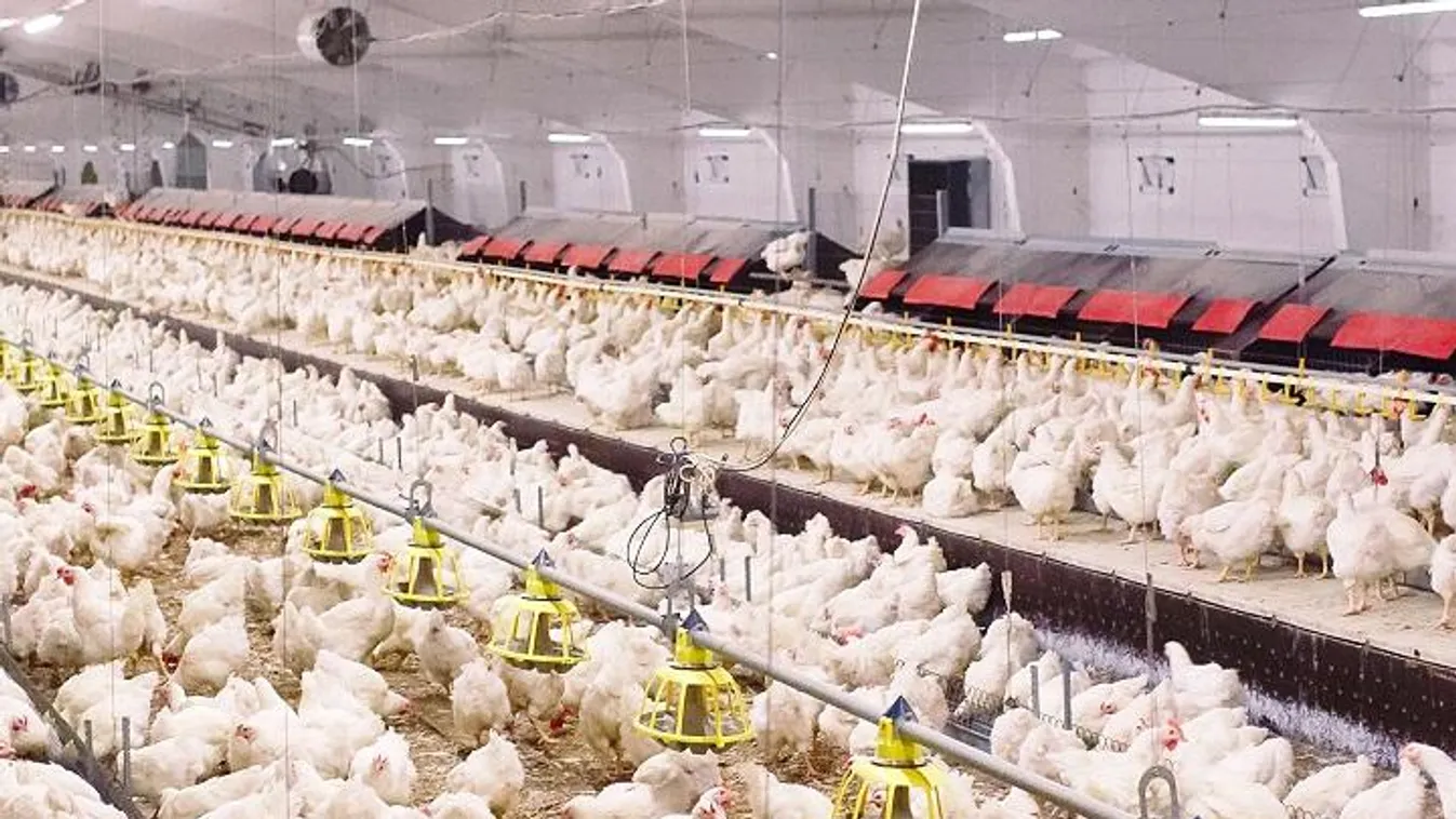 Madárinfluenza-fertőzés miatt csirkék tömeges levágását rendelték el Dániában