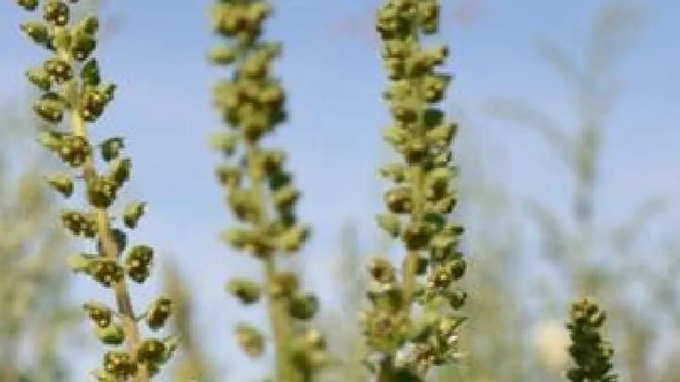 Megkezdődött az idei pollenszezon