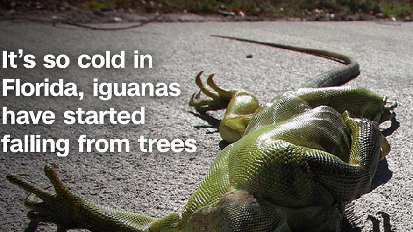 Iguánák hullanak az égből Floridában