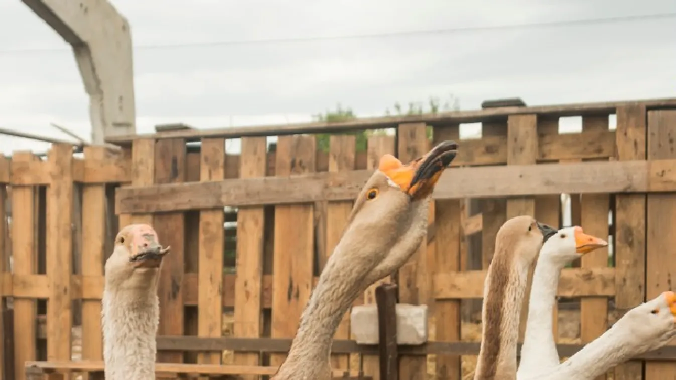 Újra megjelent a madárinfluenza az országban