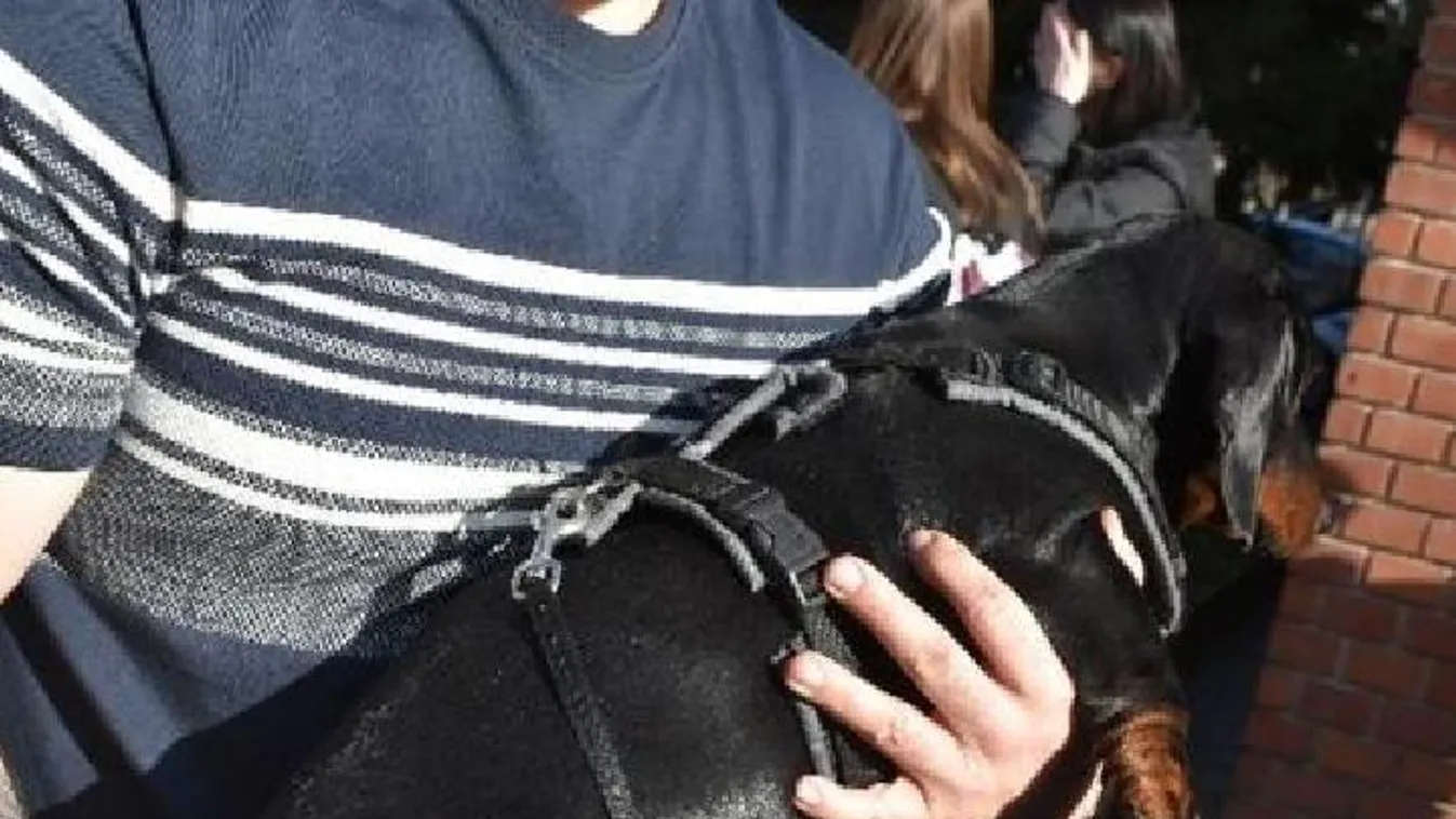 Megrázó baleset, kutyáikat sétáltató gyalogosokat gázolt, miután buszba csapódott – Fotók