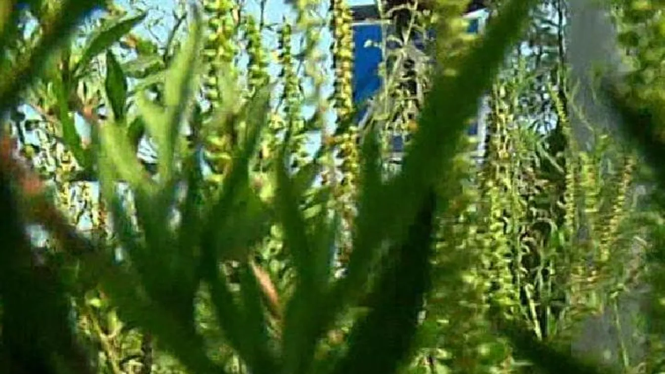 Megduplázódhat a parlagfűre allergiások száma