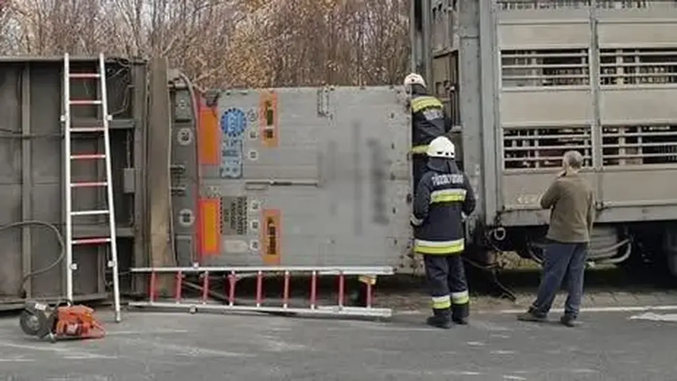 Malacokat szállító kamion borult fel Kiskunfélegyházánál - több állat elpusztult