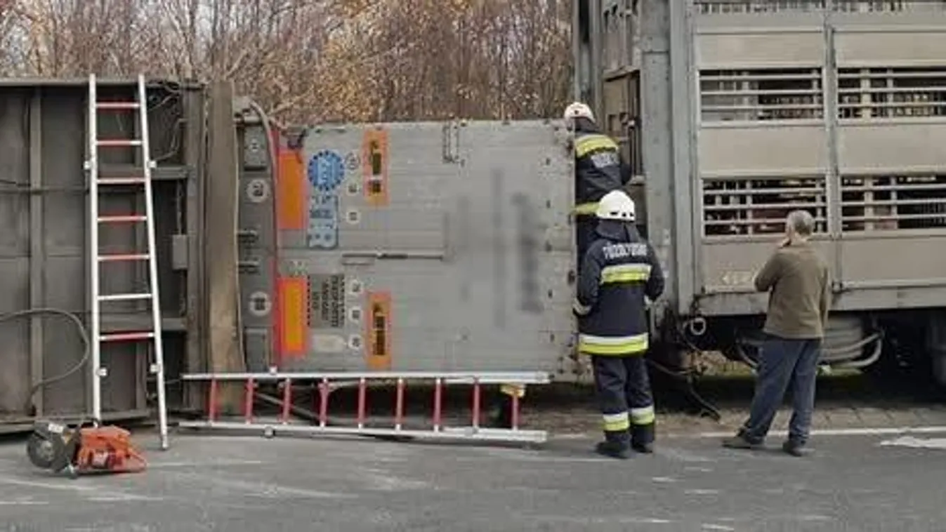 Malacokat szállító kamion borult fel Kiskunfélegyházánál - több állat elpusztult