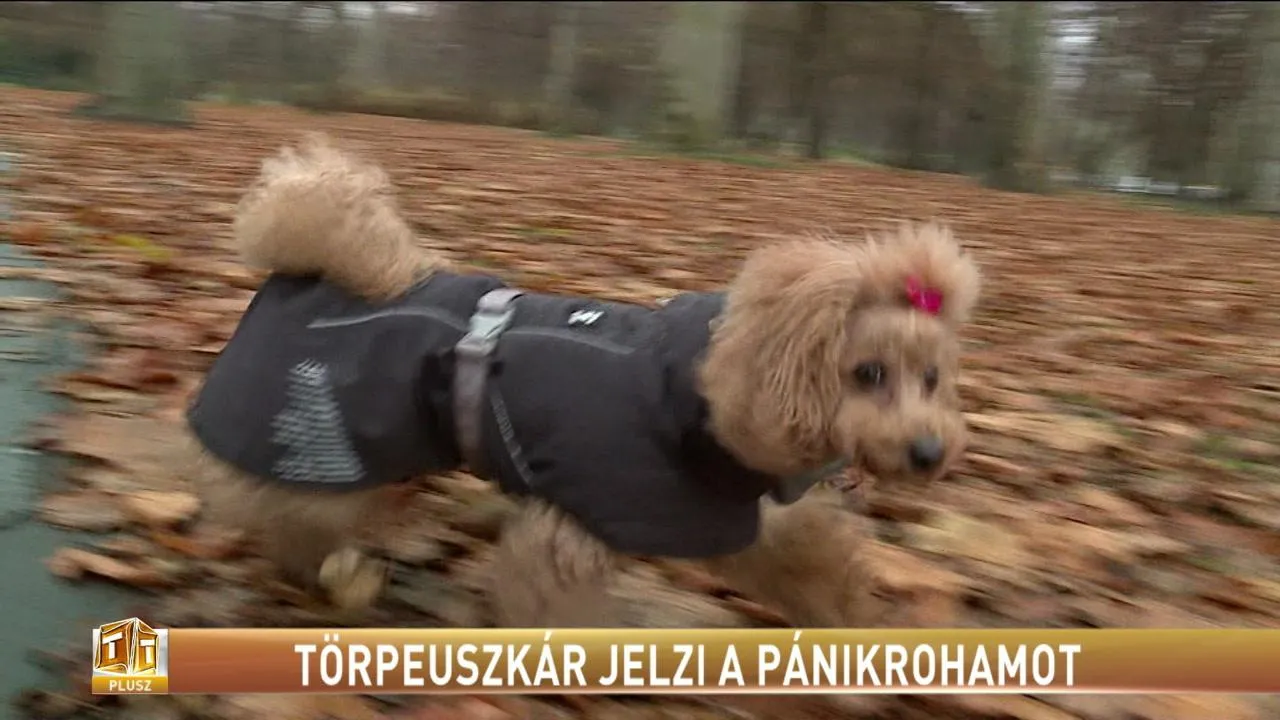 Törpeuszkár jelzi a pánikrohamot | Tények