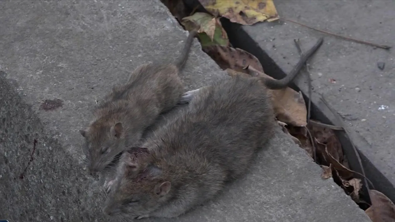 Patkányok lepték el Szeged utcáit