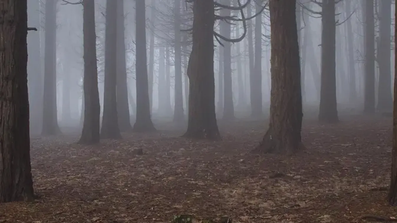 Tinit erőszakoltak meg egy parkban, hajtóvadászatot indított a rendőrség