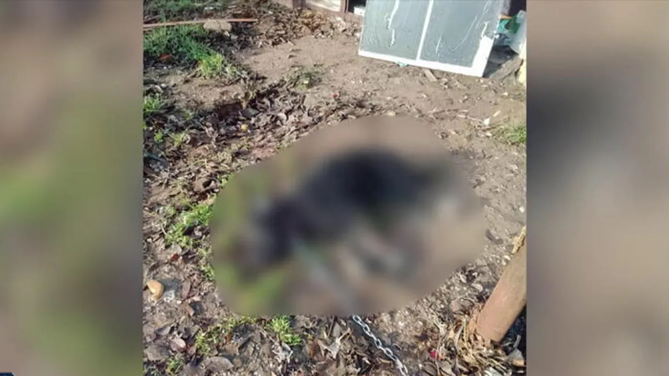 Lapáttal verhette agyon Morzsit, a pulit