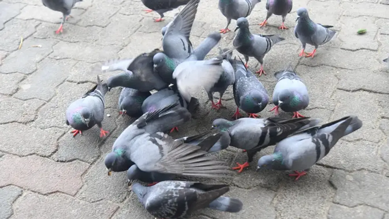 Közfelháborodást váltott ki Cognac városában a galambok kilövése
