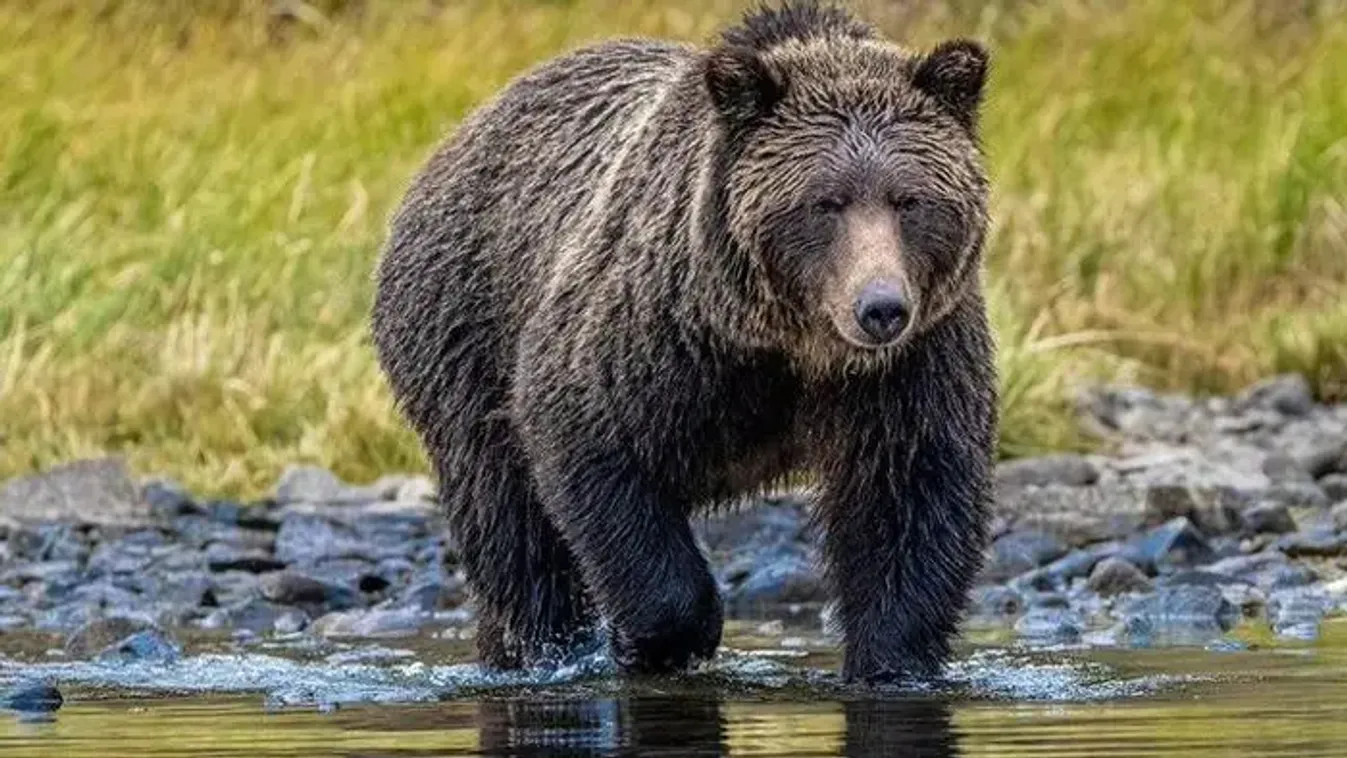 Grizzly medve támadt iskolásokra a kanadai Brit Columbiában, ketten életveszélyes sérüléseket szenvedtek