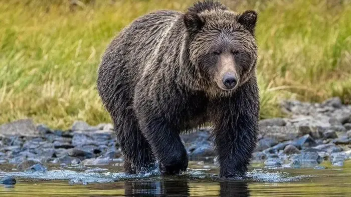 Grizzly medve támadt iskolásokra a kanadai Brit Columbiában, ketten életveszélyes sérüléseket szenvedtek