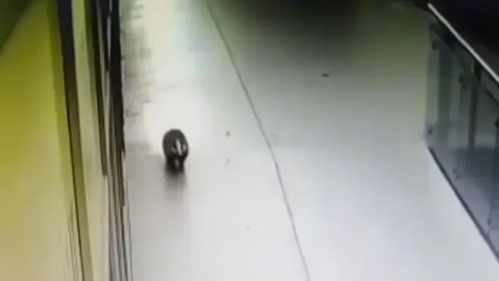 Bevásárolni indulhatott? Borz randalírozott Érd egyik bevásárolóközpontjában - Videó