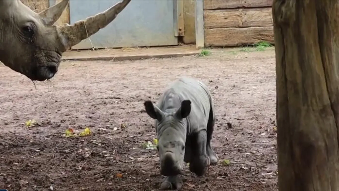 Markusnak nevezték el a kis orrszarvút