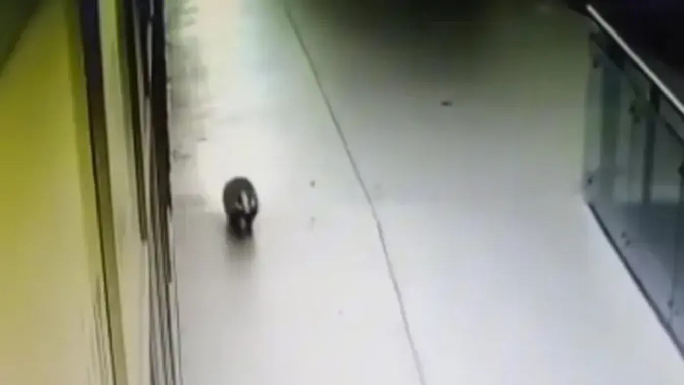 Bevásárolni indulhatott? Borz randalírozott Érd egyik bevásárolóközpontjában - Videó