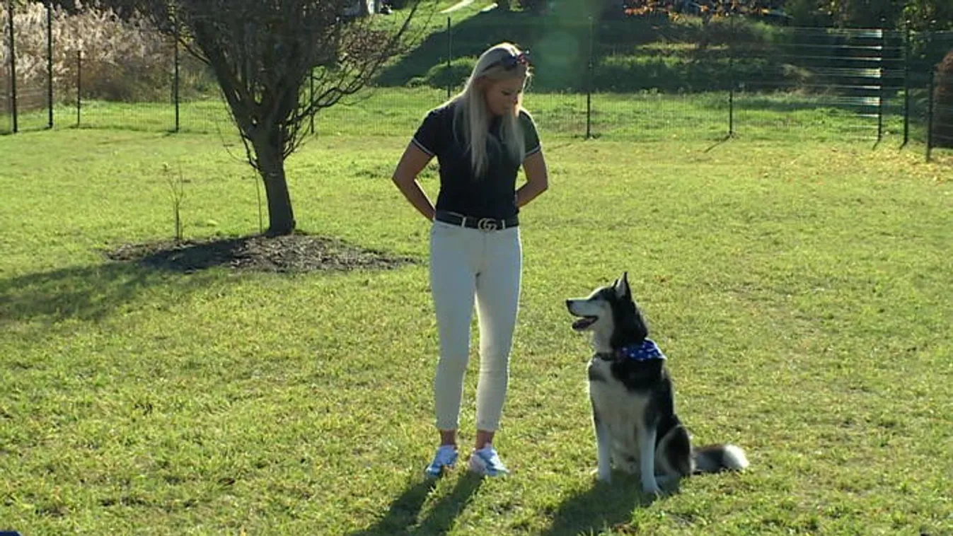 A felelős kutyatartás a cél